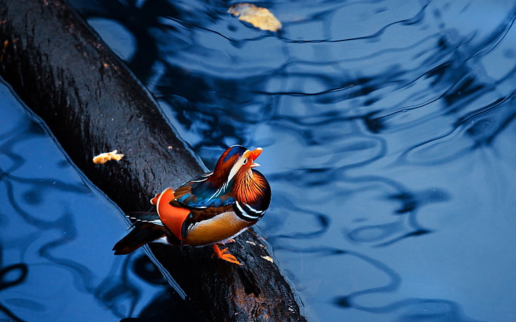 male mandarin duck, water, timber, bird, sitting, nature, animal, HD wallpaper