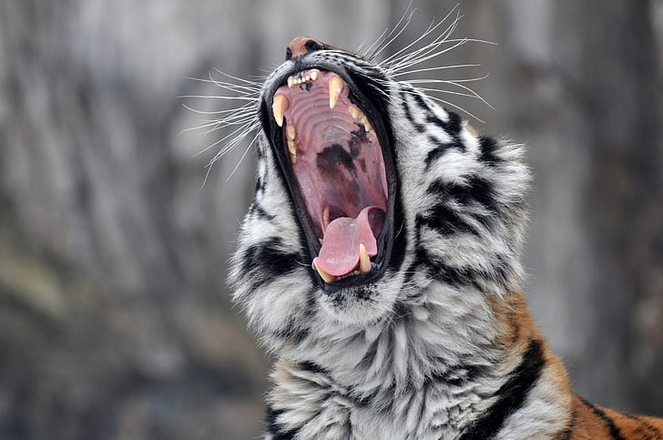Amur tiger yawns, wild cat, carnivore, muzzle, mouth, teeth, tongue