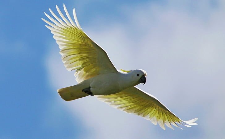 Birds, Cockatoo, Flight, Parrot, Sky, Sulphur-crested Cockatoo, HD wallpaper