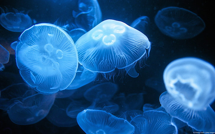 Moon jellyfish-Windows 10 HD Wallpaper, jellyfish illustration HD wallpaper