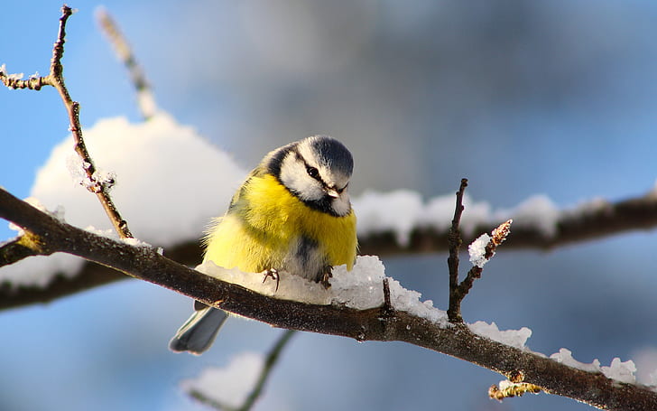 Bird photography, titmouse, twigs, winter snow