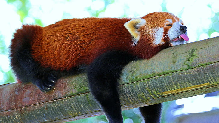 HD wallpaper: red panda, ailurus fulgens, the red bear-cat, red cat-bear |  Wallpaper Flare