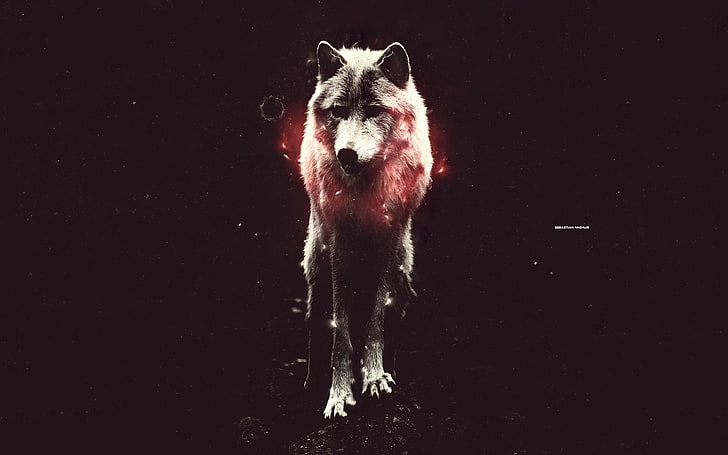 white wolf, one animal, animal themes, mammal, night, black background