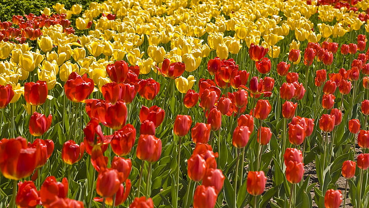 Tulip By Tulip Remind Me Of You, ....., view, landscape, yellow, HD wallpaper