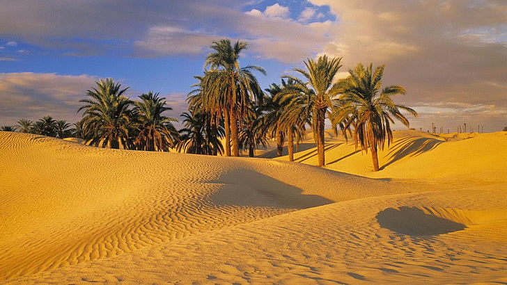 desierto, naturaleza, oasis, palmeras, palm tree, sky, tropical climate, HD wallpaper