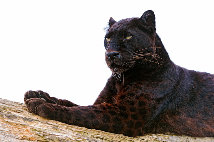 black and brown tiger, panther, paw, lie down, predator, animal