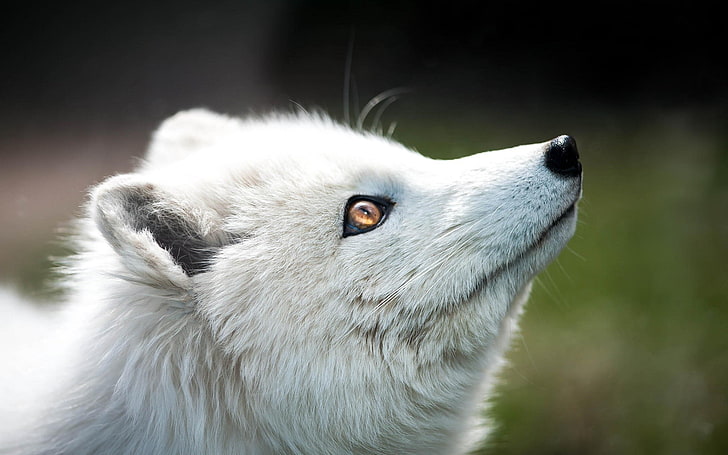 white and black tabby cat, arctic fox, animals, nature, blurred
