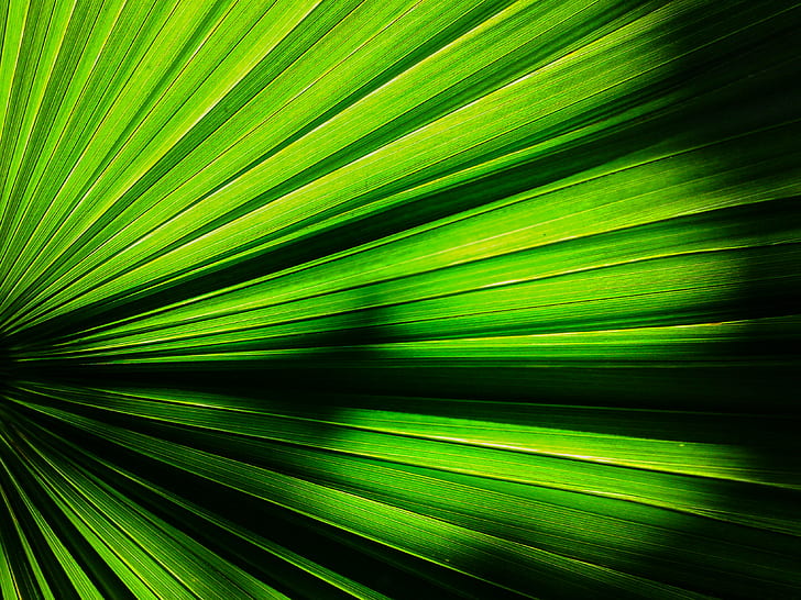 green beam, nice, nice, green leaf, Saarbrücken, Germany, world