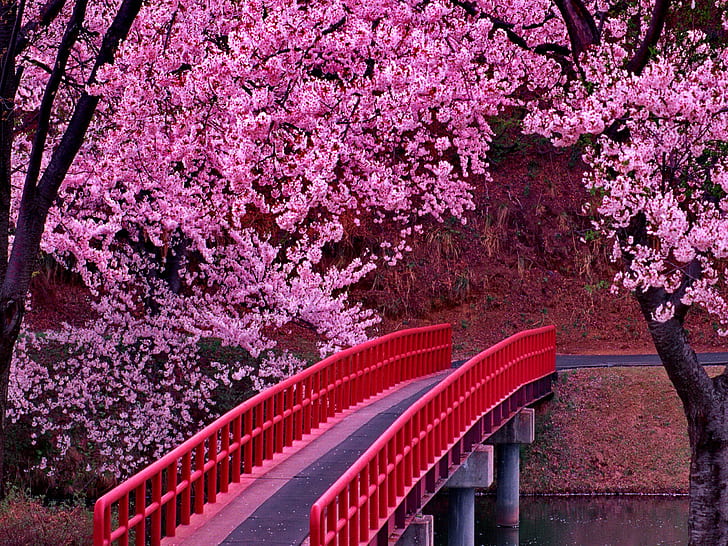 Bridge Under Blooming Tree, park, nature, garden, beautiful, blossoms