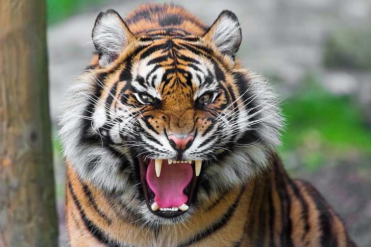 adult tiger, predator, teeth, anger, aggression, animal, wildlife, HD wallpaper
