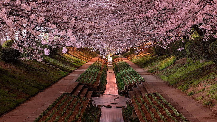 garden, Yokohama, cherry blossom, Japan, HD wallpaper