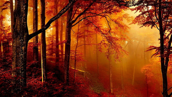 nature, forest, autumn, deciduous, woodland, leaves, misty