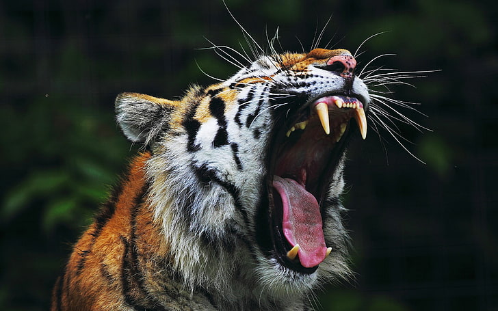 brown and black tiger, animals, nature, yawning, big cats, fangs, HD wallpaper