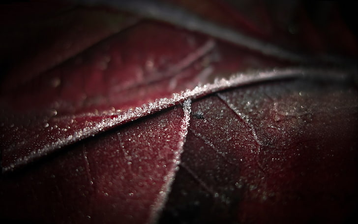 silver-colored chain necklace, macro, leaves, frost, nature, close-up, HD wallpaper