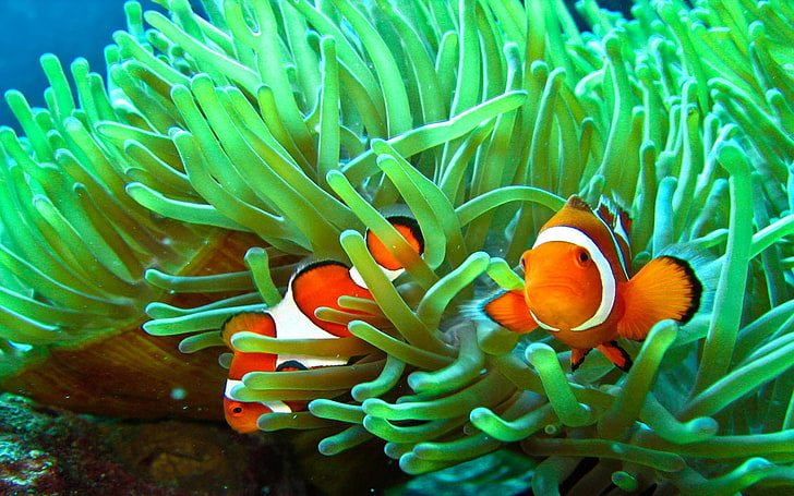 clownfish, underwater, sea life, undersea, animal wildlife, HD wallpaper