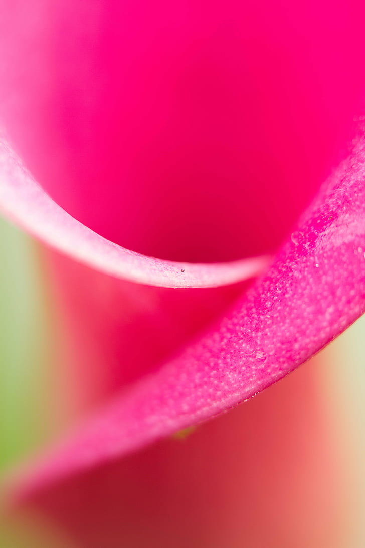 pink flower, calla, calla, flower  flower, flowers, macro, closeup