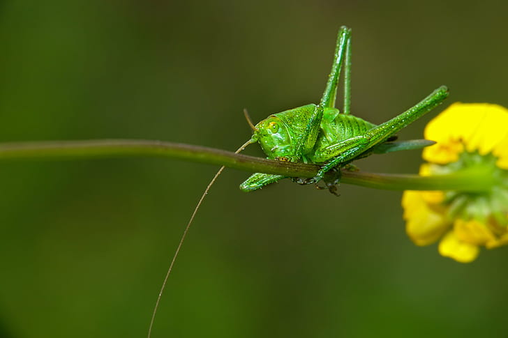 green winged insect macro photograpgy, Sony DSC, DSC-RX10, III, HD wallpaper