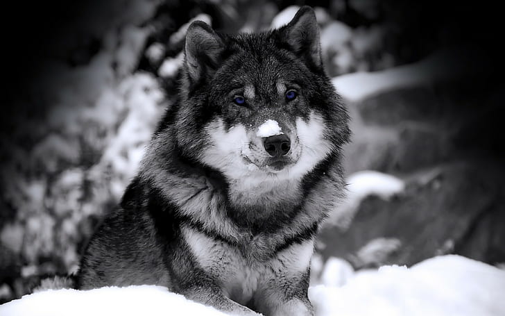 wolf, selective coloring, animals