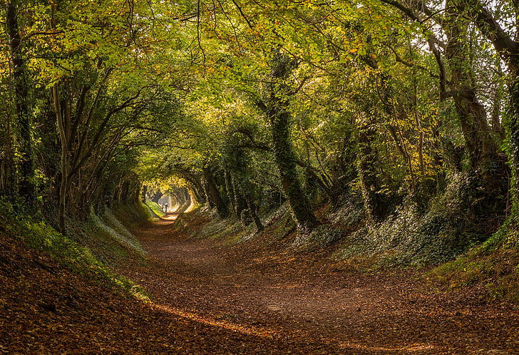 road, autumn, trees, England, the tunnel, West Sussex, Halnaker, HD wallpaper