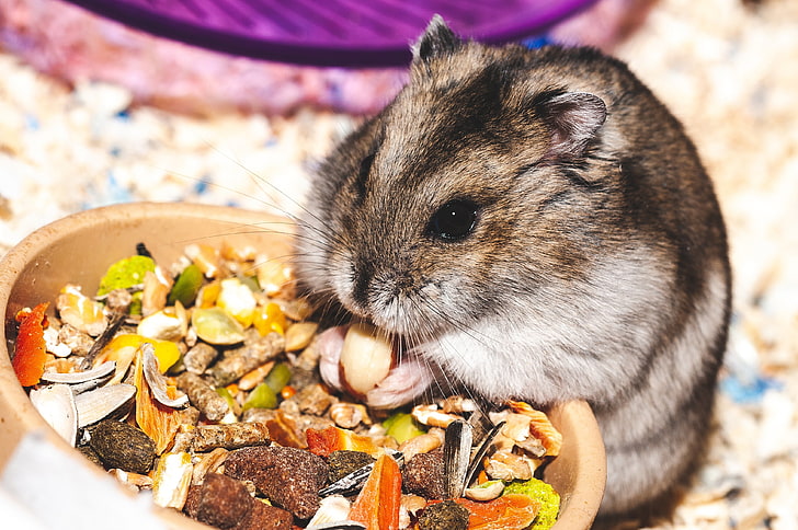 brown rodent pet, hamster, eat, funny, cute, close-up, food, food and drink, HD wallpaper