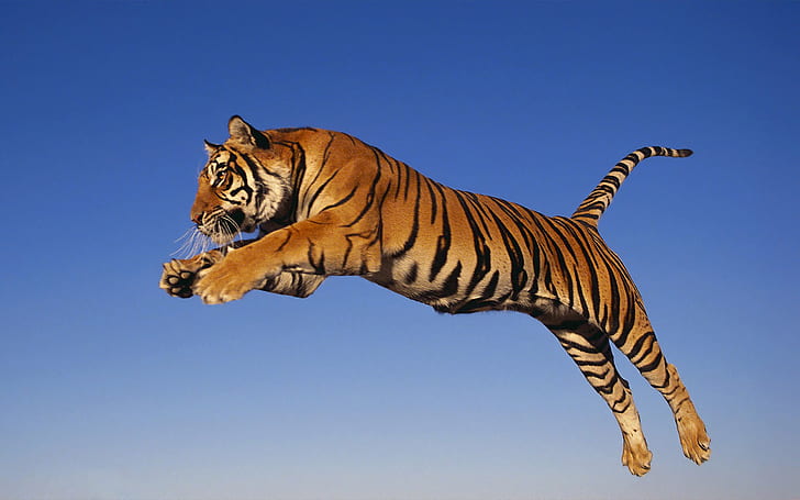 jump, tiger, HD wallpaper