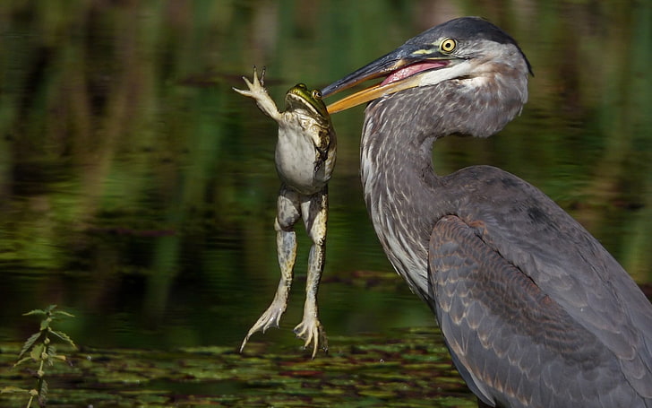 gray pelican, photography, animals, birds, frog, animals in the wild, HD wallpaper