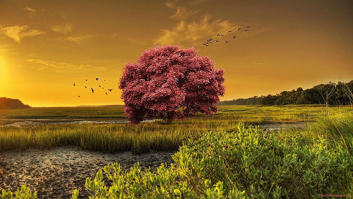 HD wallpaper: sunset, lonely tree, field, birds, blooming tree, japanese  maple | Wallpaper Flare