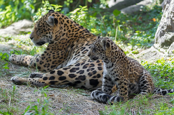 Jaguars, wild cats, adult leopard and baby leopard, couple, family, HD wallpaper