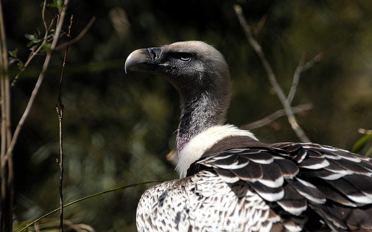 black and white volture, vulture, bird, wild, beak, animal, wildlife, HD wallpaper