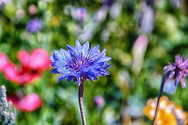 bleuet, botanique, fleur, fleur bleue, fleur dt, fleur sauvage, HD wallpaper