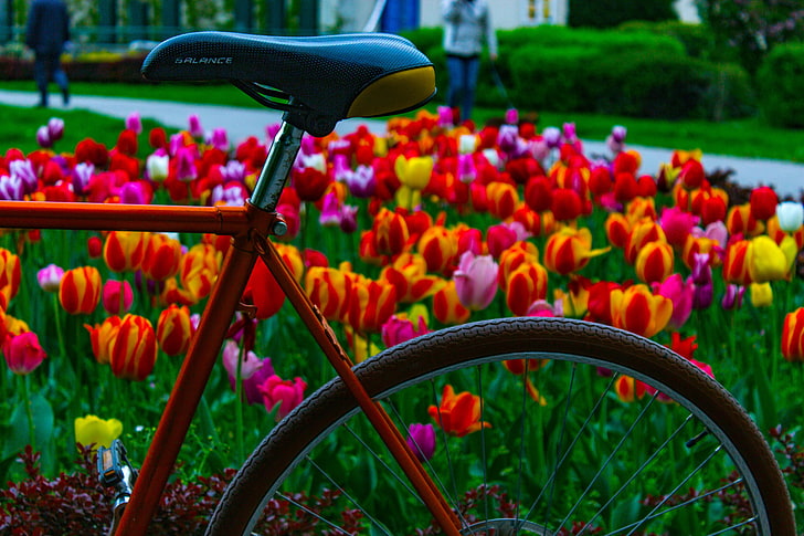 flowers, bicycle, tulips, colorful, fixie, flowering plant, HD wallpaper