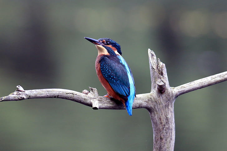 blue and red bird on gray branch selective photo, european kingfisher, european kingfisher