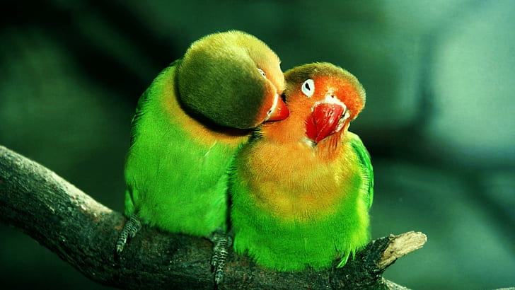 HD wallpaper: Pair Of Green Parrots, birds, animals | Wallpaper Flare