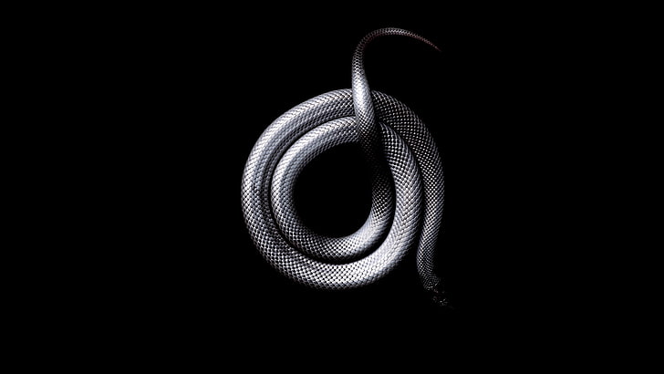 snake, white, black, studio shot, black background, close-up