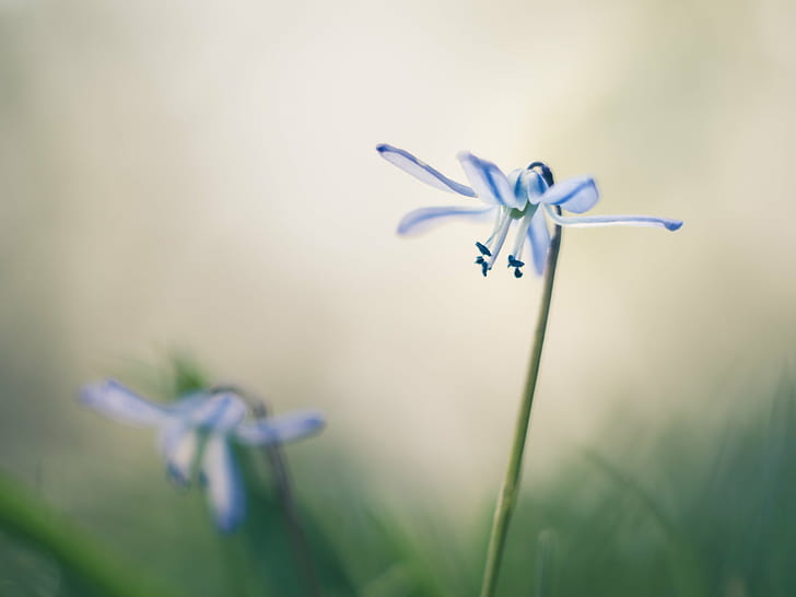 close up focus photo of two blue-and-white petaled flowers at daytime, HD wallpaper