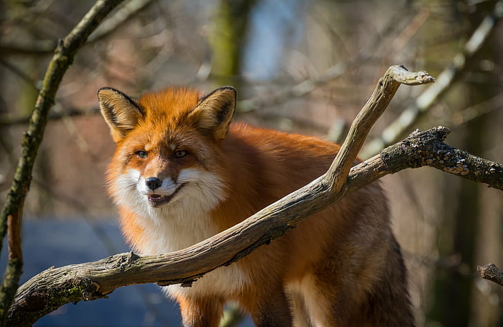 brown wolf, fox, fox, Skånes Djurpark, animal, räv, zoo, exif, HD wallpaper