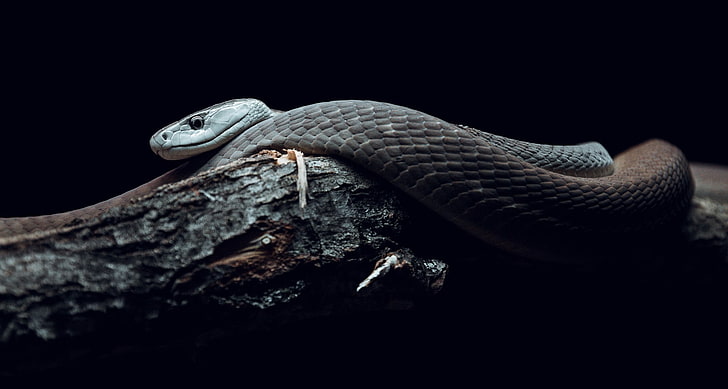 Black Snakes - Wallpaper