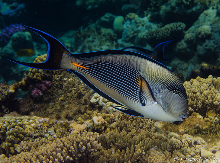Red Sea Fish, gray and black fish, Animals, Underwater, Photography