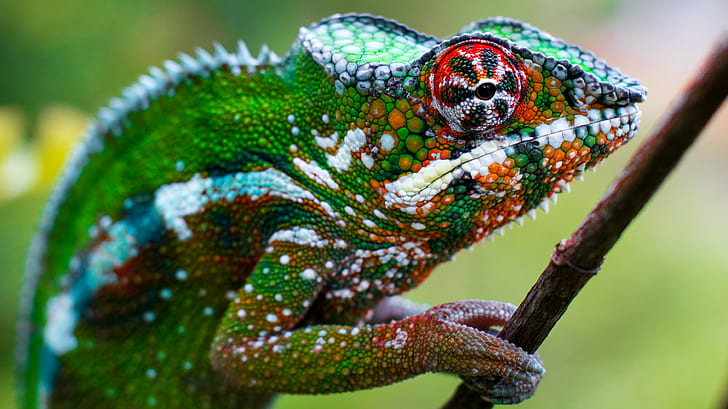 selective focus photography of green chameleon, Animal, Fence