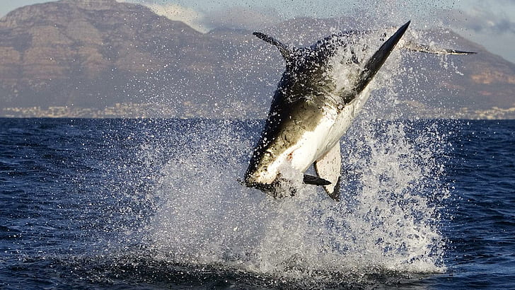 Getting Some Air, great white shark, intrauterine cannibalism, HD wallpaper