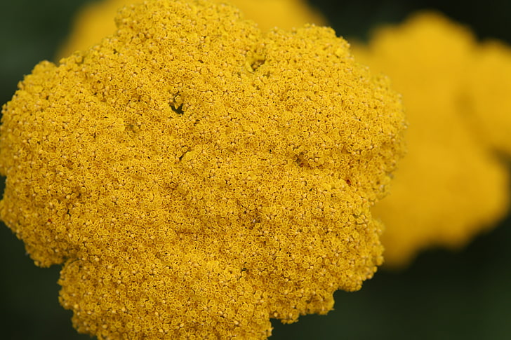 abstract, macro, yellow, close-up, focus on foreground, vulnerability