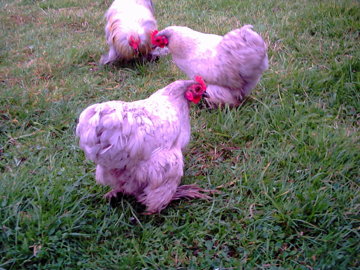 Set Of Three Lavender Chickens, fowl, bird, animals, HD wallpaper