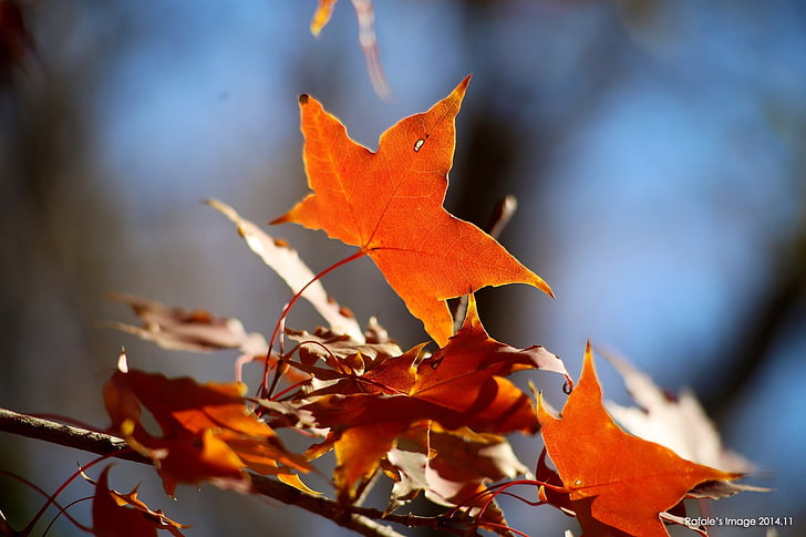 maple leaves, nature, depth of field, plant part, leaf, autumn, HD wallpaper