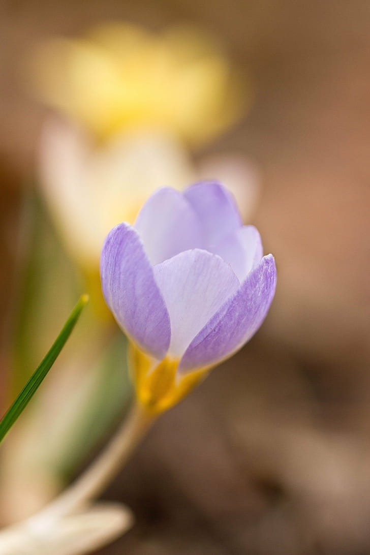 close-up photo of purple flower bud, crocus, crocus, Trio, flowers