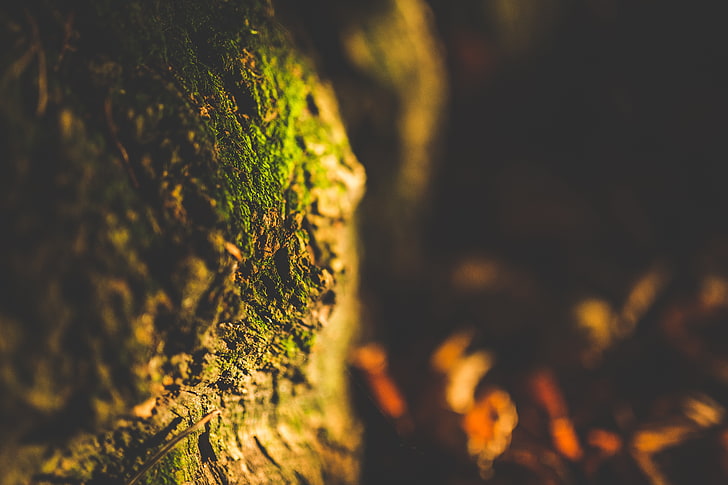 macro, depth of field, leaves, moss, plant, growth, tree, selective focus