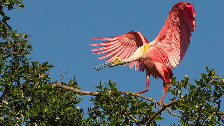Pink Birds Roseate Spoonbill Tropical Exotic Birds Hd Wallpapers For Mobile Phones And Computer 3840×2160, HD wallpaper