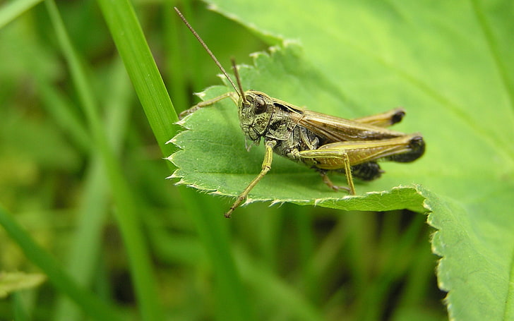 green grasshopper, leaves, insects, nature, animal, locust, cricket, HD wallpaper
