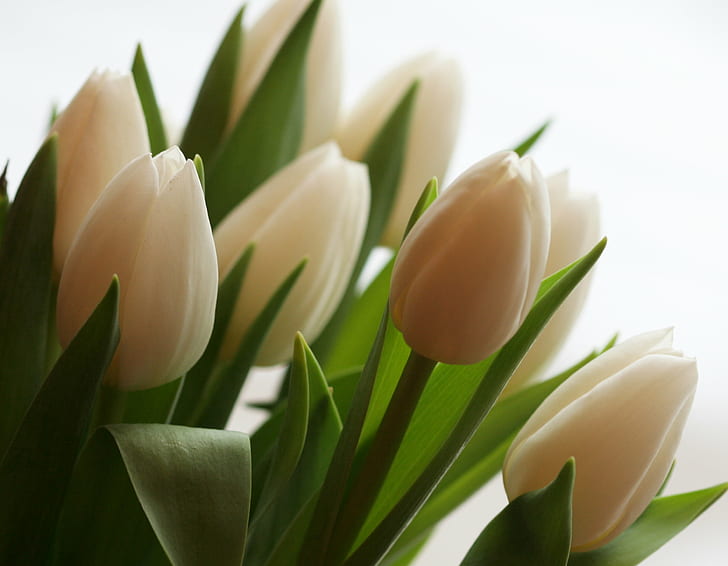 white Tulip selective photography, flowers, tulips, nature, plant, HD wallpaper