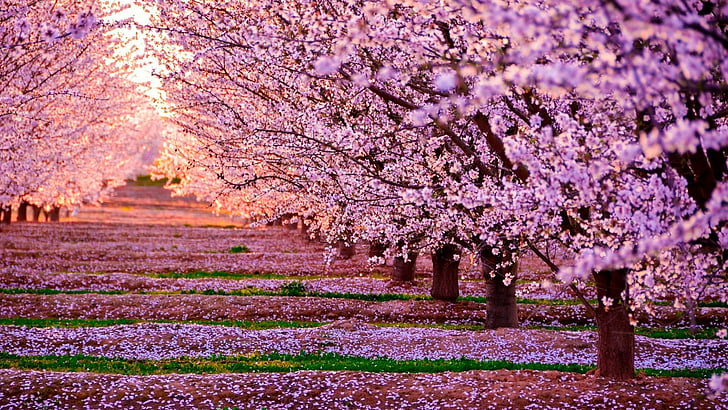 spring, blossom, tree, tree row, flower, pink flowers, cherry blossom, HD wallpaper