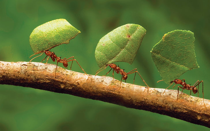 animals insect hymenoptera ants macro, invertebrate, animal themes, HD wallpaper